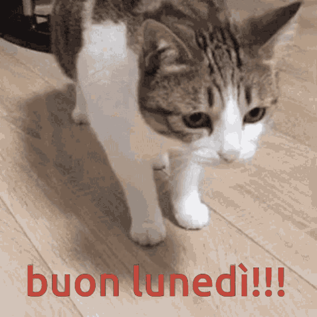 BUONGIORNO FORUM!!!!  Saluti lampo - Pagina 30 Buon-Luned%C3%AC-GIF-2